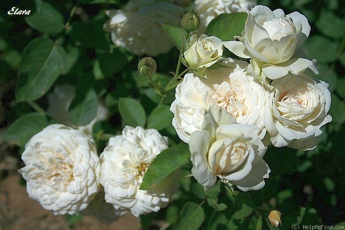 'Elara' rose photo