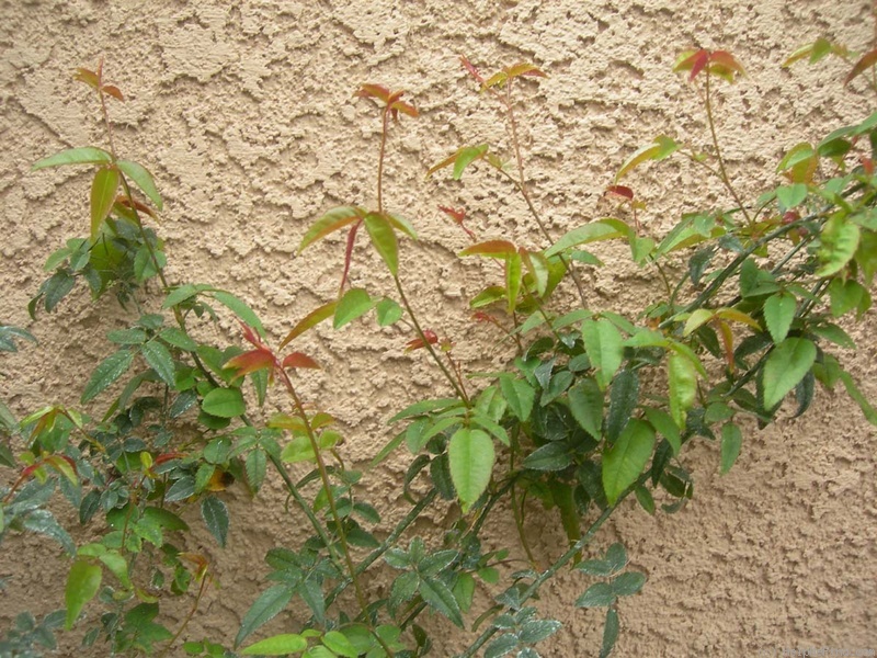 'R. cymosa' rose photo