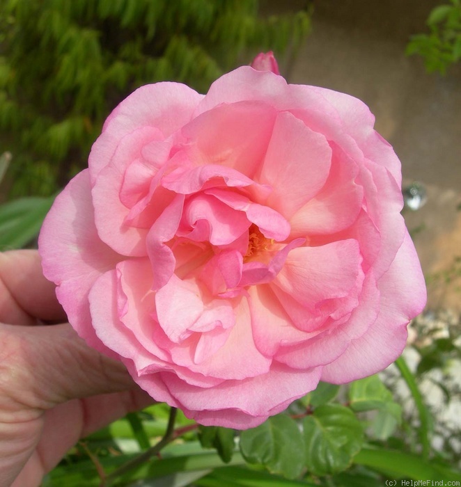 'Duchesse de Brabant' rose photo