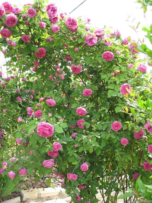 'Madame Isaac Pereire (Bourbon, Garcon, 1876)' rose photo
