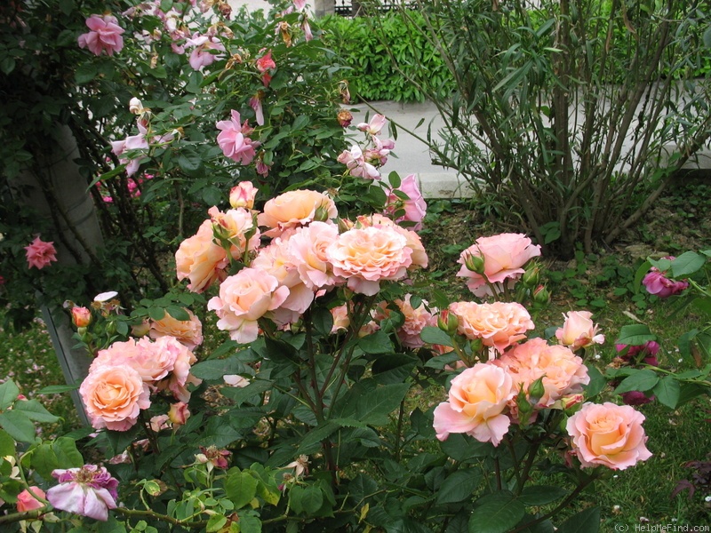 'Augusta Luise ® (Hybrid Tea, Evers, 1999)' rose photo