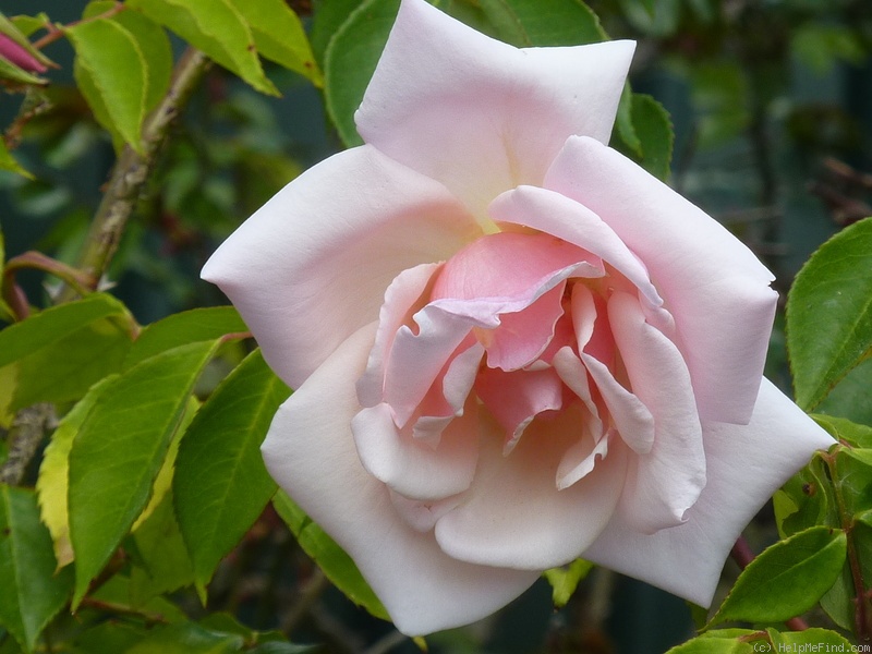 'Belle Portugaise (hybrid gigantea, Cayeux, 1903)' rose photo