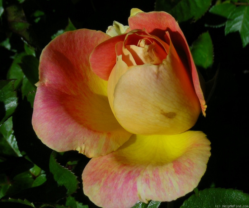 'Shazam!™ (floribunda, Jackson & Perkins 2011)' rose photo