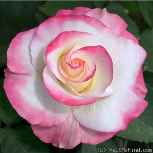 'Dayna Sawyer' rose photo