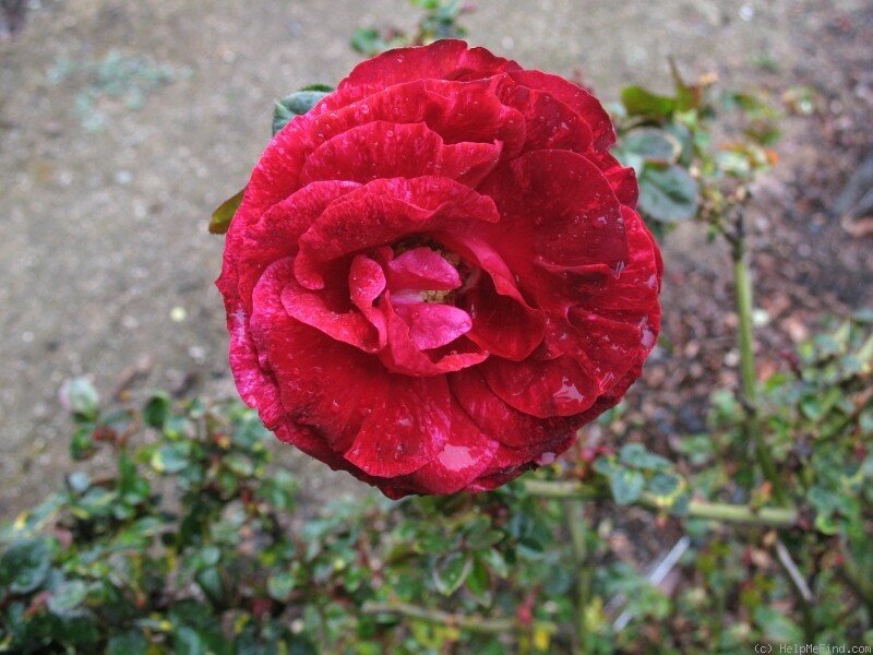 'Tamango ® (floribunda, Meilland, 1965)' rose photo