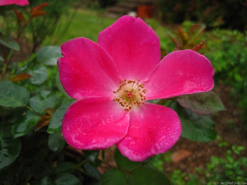 'Pink Home Run' rose photo