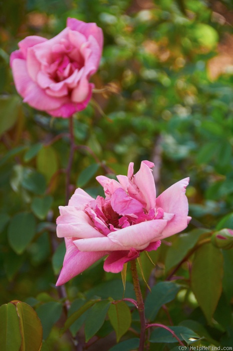 'La Follette' rose photo
