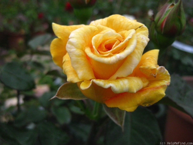 'Zambra '80' rose photo