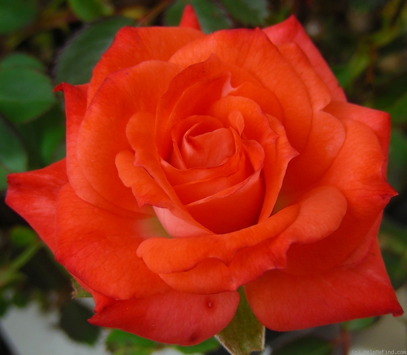 'Torch of Liberty' rose photo