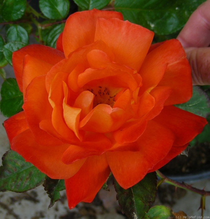 'Super Trouper ®' rose photo