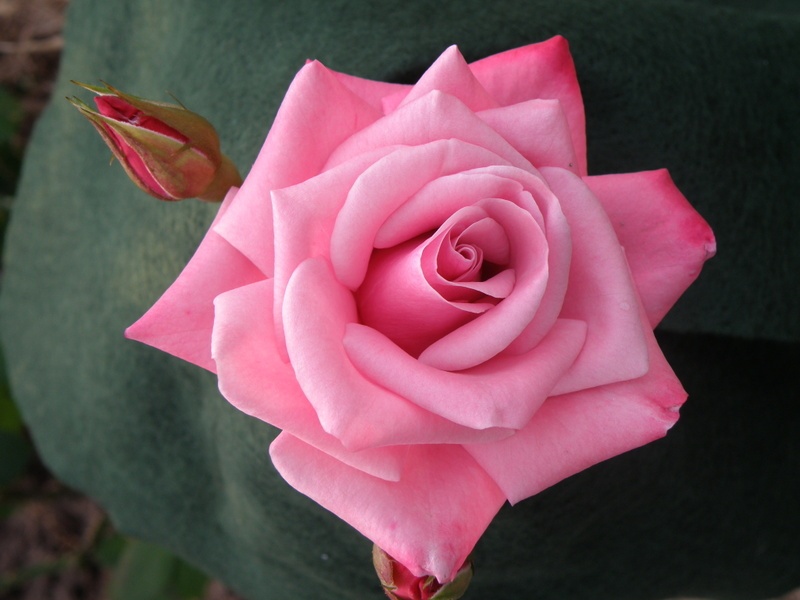 'Eternity (mini-flora, Rickard 2010)' rose photo