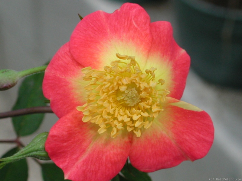 '1-72-1DLFED6' rose photo