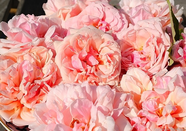'Elie Beauvilain (Tea Noisette, Beauvilain, 1887)' rose photo