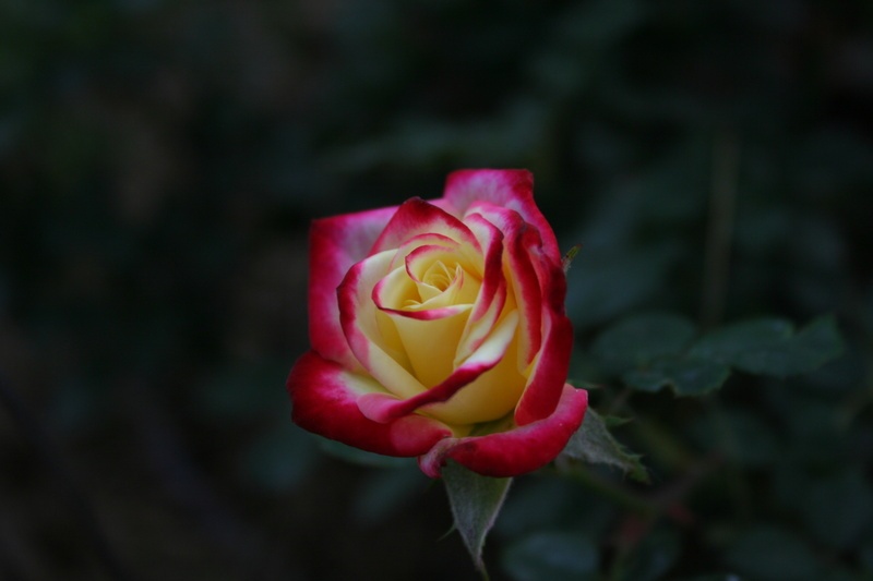 'Dazzler ™ (miniature, Kelly, 1997)' rose photo