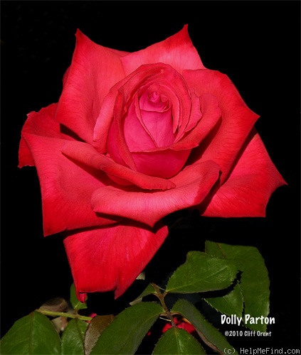 'Dolly Parton' rose photo