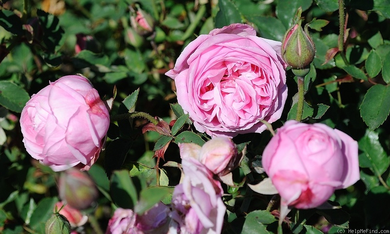 'Bijou de Royat-les-Bains' rose photo
