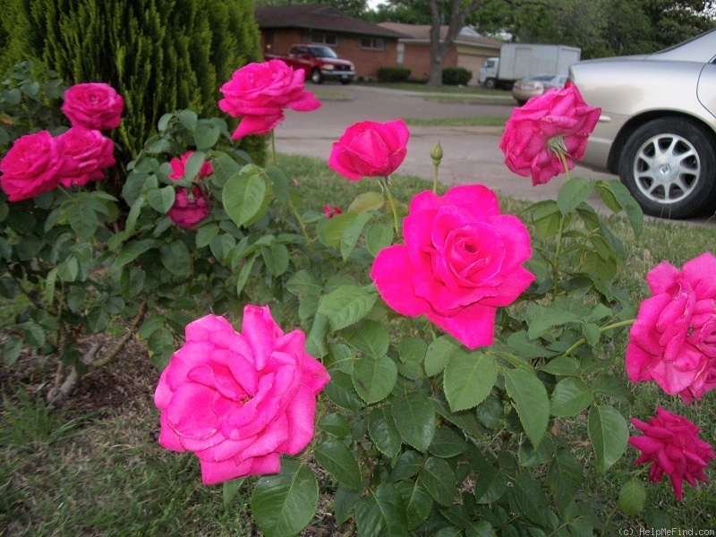 'Miss All-American Beauty' rose photo