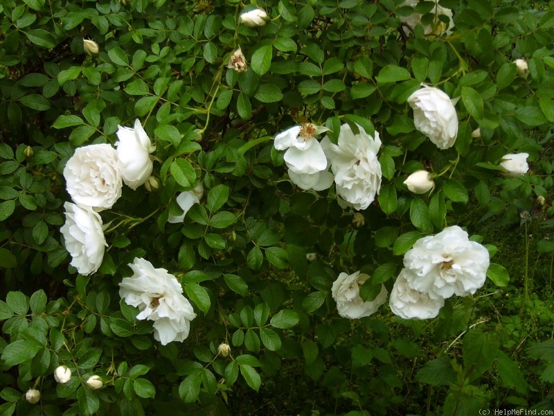 'Sir Thomas Lipton' rose photo