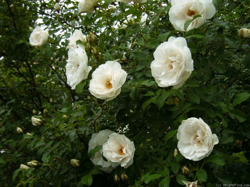 'Sir Thomas Lipton' rose photo