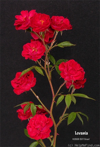 'Lovania' rose photo