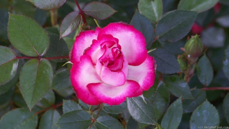 'Jacquie Williams' rose photo