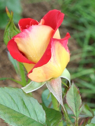 'Ketchup & Mustard ®' rose photo