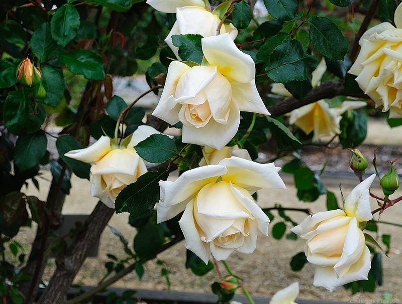 'Golden Oldie (hybrid tea, Davidson before 2006)' rose photo