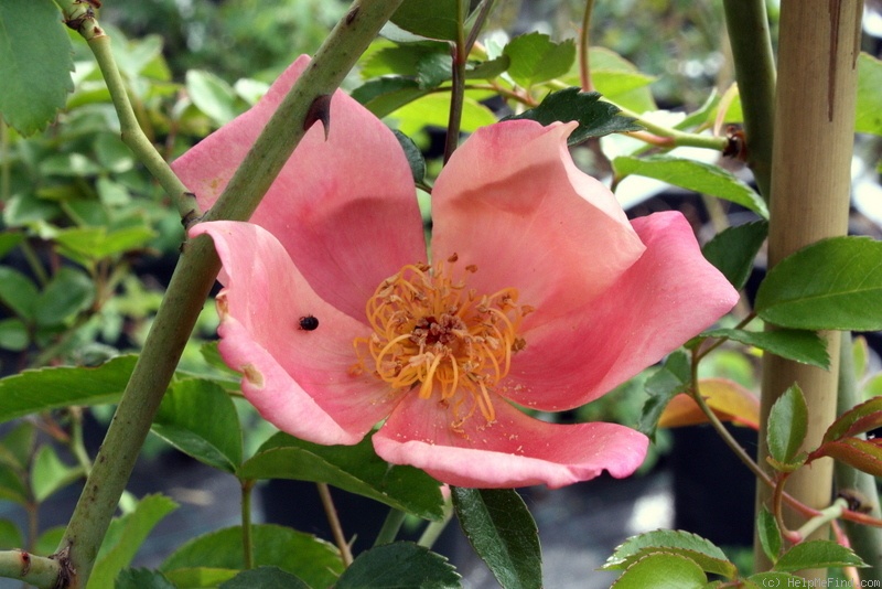 'R. chinensis spontanea' rose photo