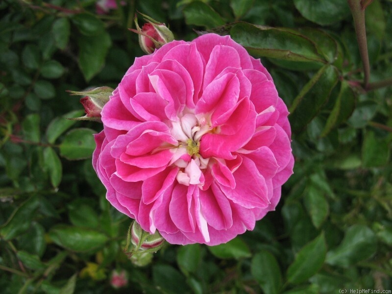 'Si Bemol' rose photo