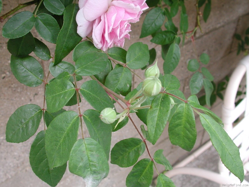 'Annie Laurie McDowell' rose, click to enlarge 'Annie Laurie McDowell' rose photo