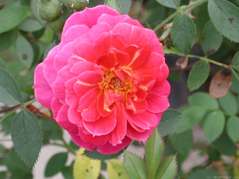 '1-72-1DLFED7' rose photo