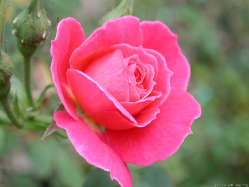 '1-72-1DLFED7' rose photo