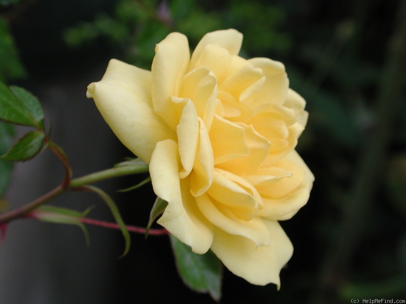 'Hall of Flowers ™' rose photo