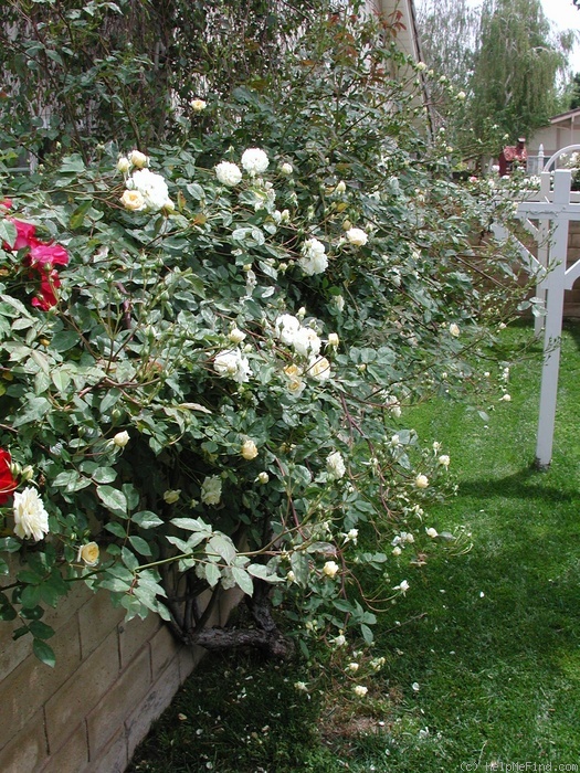 'Malvern Hills ®' rose photo