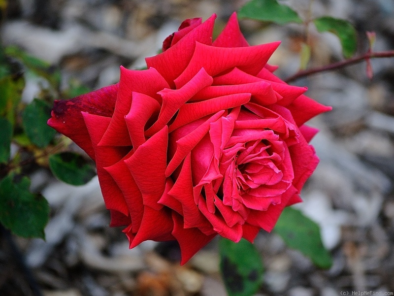 'Helene Schoen' rose photo