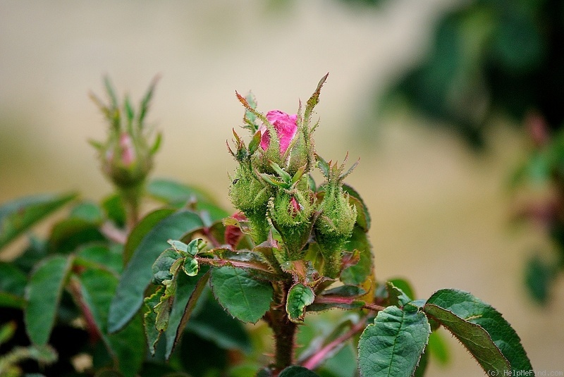 'Sophie de Marsilly (moss, Moreau & Robert, 1863)' rose photo