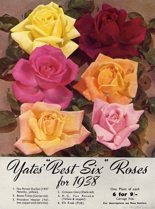 'Mevrouw G.A. van Rossem' rose, click to enlarge 'Mevrouw G.A. van Rossem' rose photo