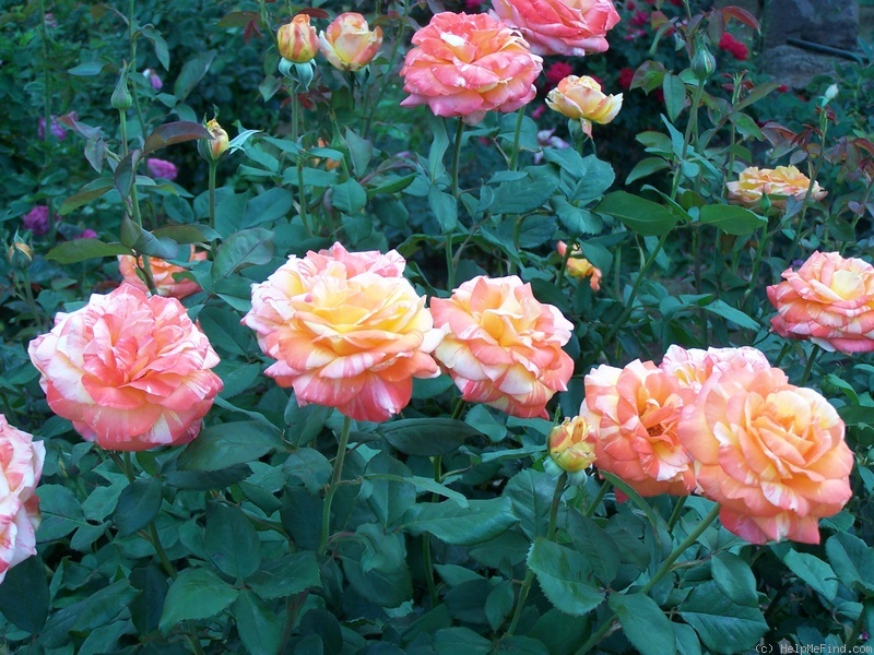 'Tropical Sunset ™ (hybrid tea, McGredy, 1988)' rose photo