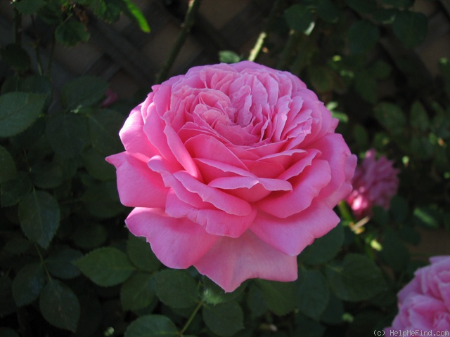 'Elizabeth Bowers' rose photo