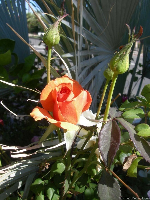 'Brandy ™ (hybrid tea, Swim & Christensen, 1981)' rose photo