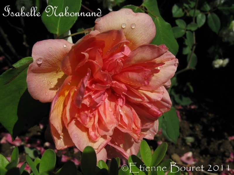 'Isabelle Nabonnand' rose photo