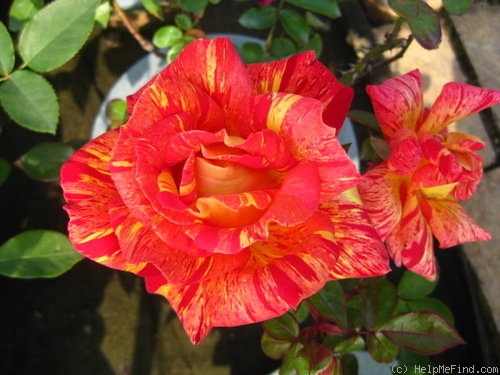 'Kagaribi' rose photo