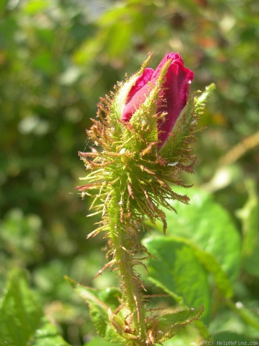 'Jerry's Moss' rose photo