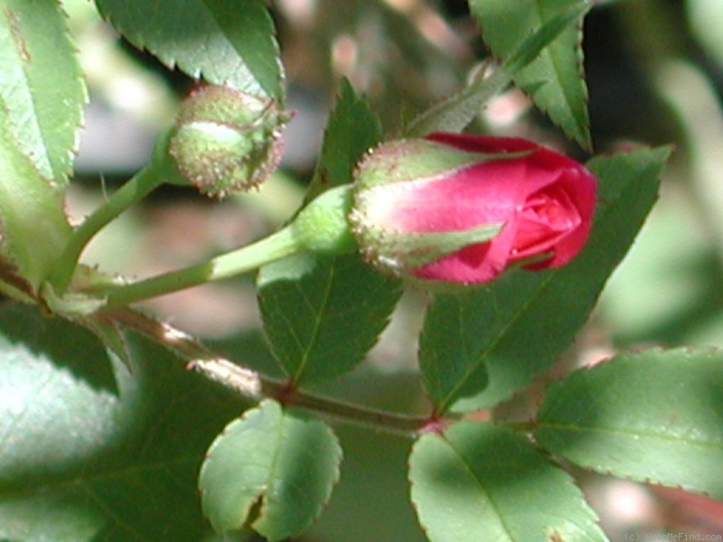 '1-72-1DLFED7' rose photo