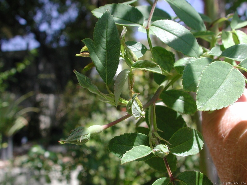 '0-47-19DLFED' rose photo