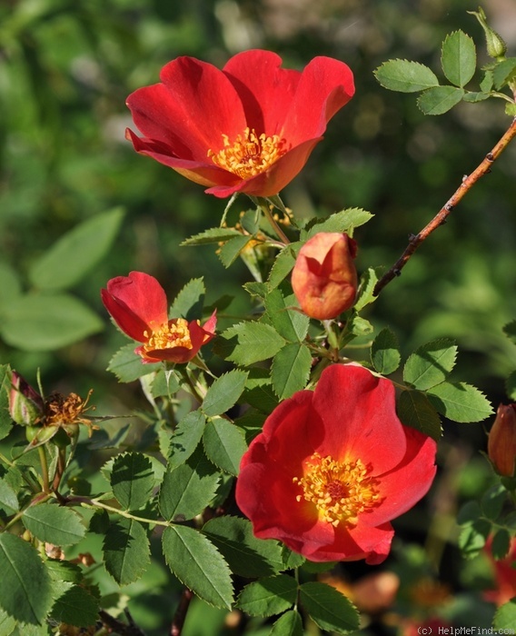 'Austrian Copper' rose photo