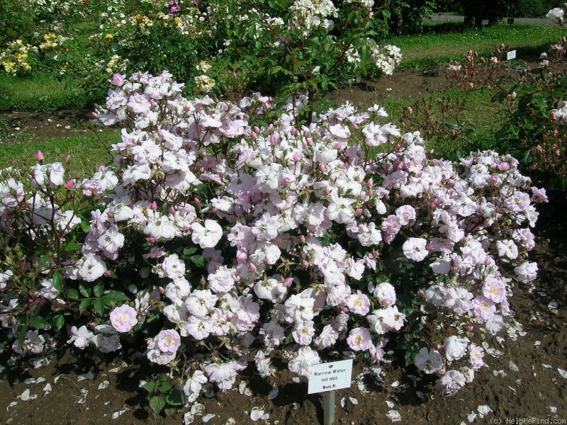 'Narrow Water (Noisette, 1883)' rose photo