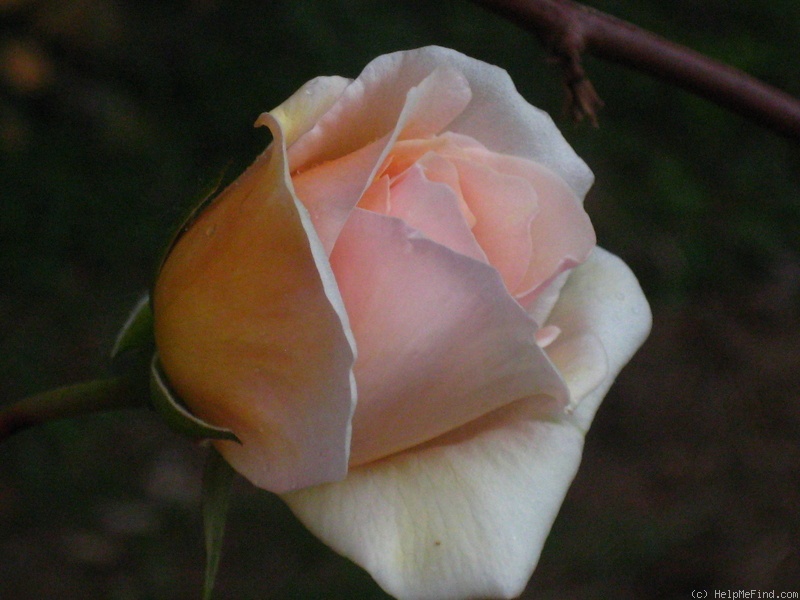 'Traverser' rose photo