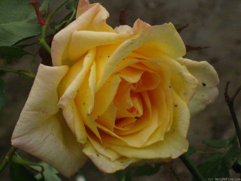 'Madame Falcot' rose photo