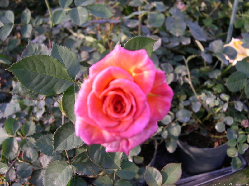 'Coat Of Menny Colors' rose photo